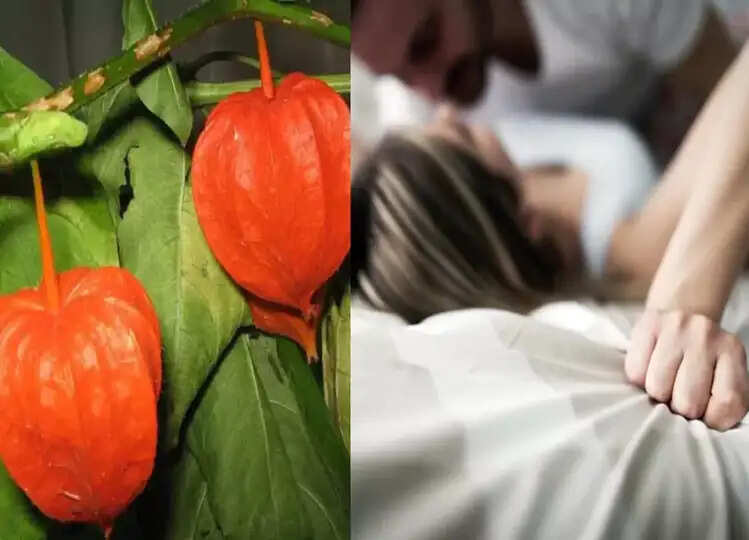 Sexual Health: मर्दों की सोई ताकत को जगा देता है ये फूल, नहीं पड़ेगी कोई गोली या कैप्सूल लेने की जरूरत, जानें कैसे करें सेवन