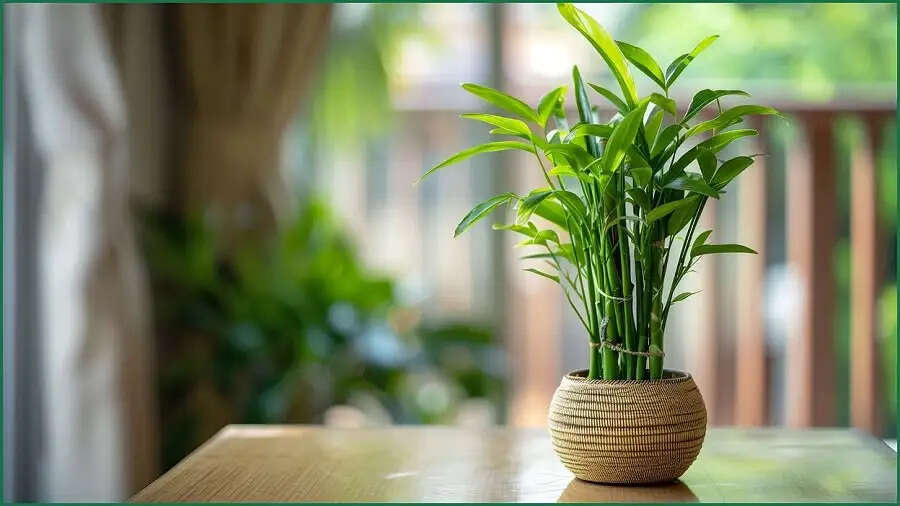 Vastu Tips-  ऑफिस डेस्क पर भूलकर भी ना रखें ये पौधा, बन जाएंगे कंगाल