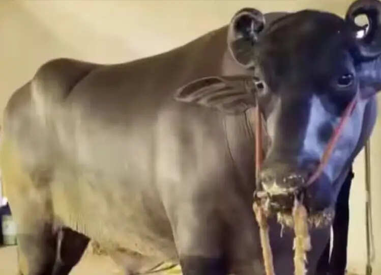 बेहद लग्जरी लाइफ जीता है 23 करोड़ रुपए का ये भैंसा, 1500 रुपए रोज का खाता है ड्राईफ्रूट, इतने में बिकता है सीमन