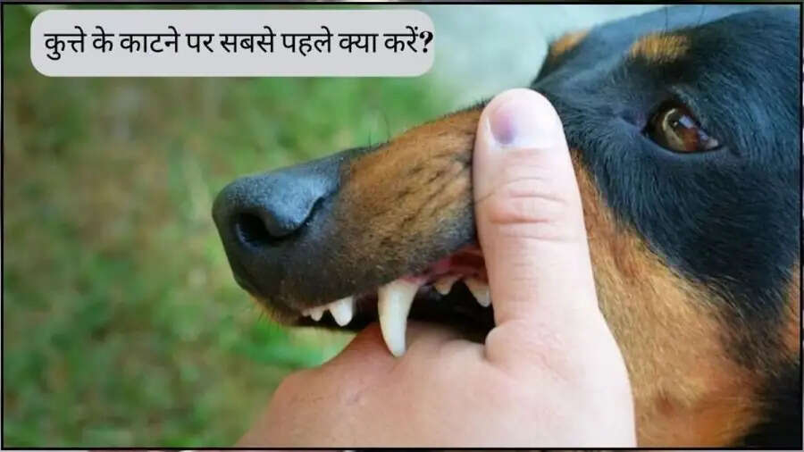 Health Tips-&nbsp;कुत्ते के काटने से केवल रेबीज ही नहीं, ये बीमारियां भी हो सकती हैं