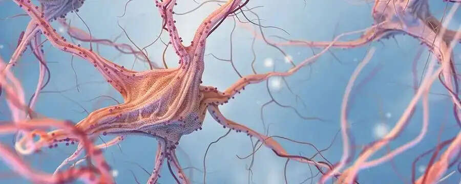 General Tips-&nbsp;मनुष्य के शरीर में कितनी नसें होती हैं, आइए जानें