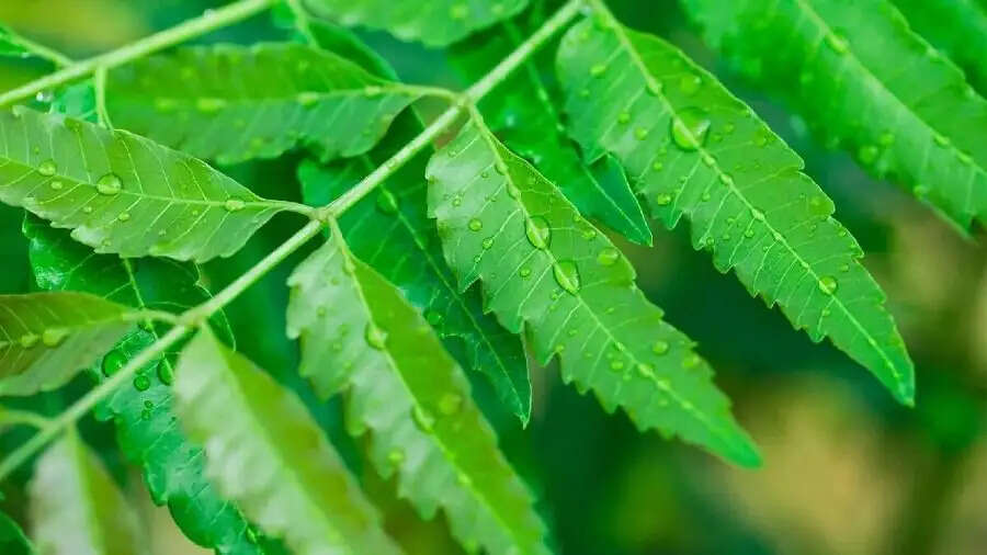 Health Tips- खाली पेट नीम की पत्तियां खाने से मिलते हैं ये लाभ, जानिए पूरी डिटेल्स