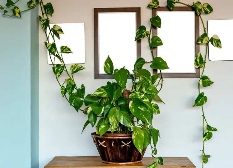 Vastu Tips: इस दिशा में भूल कर भी ना रखें मनीप्लांट, वरना हो जाएंगे कंगाल, जानें सही दिशा