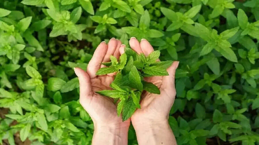Jyotish Tips- क्या आप आर्थिक तंगी से परेशान हैं, तुलसी के करें ये उपाय
