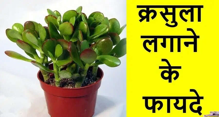 Vastu Tips-&nbsp;घर में ये पौधा लगाने से होती हैं पैसों की बरसात, जानिए इसके बारे में
