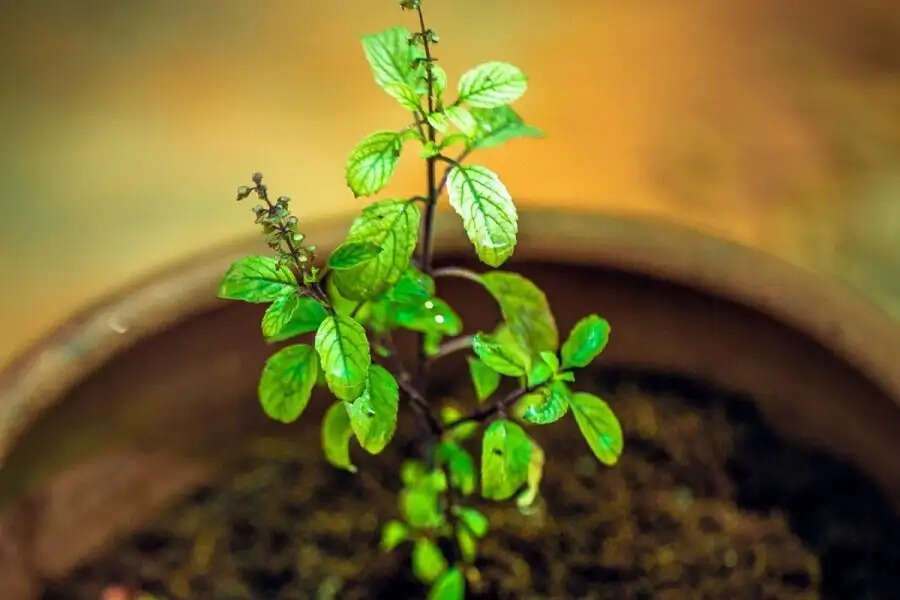 Jyotish Tips- तुलसी के पौधे के पास भूलकर भी नहीं लगाने चाहिए ये पोधे, जानिए इसकी वजह