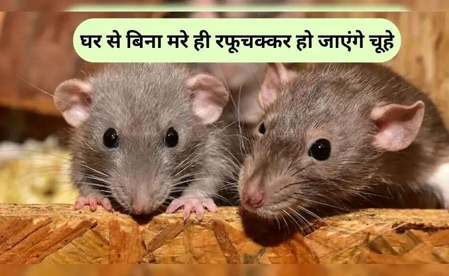 General Tips-&nbsp;क्या घर में चूहों ने कर रखा हैं परेशान, जानिए भगाने के तरीके