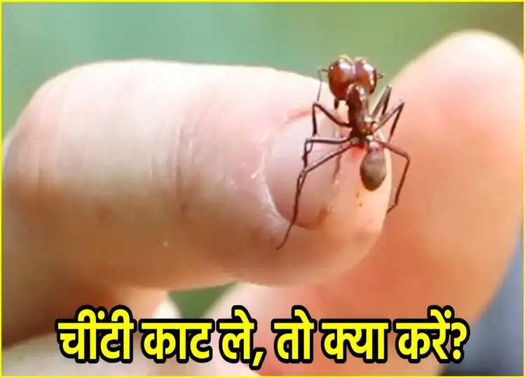 क्या चींटी के काटने से  बीमारी होती है? अगर दिखे ऐसा कोई संकेत तो तुरंत करें ये उपाय