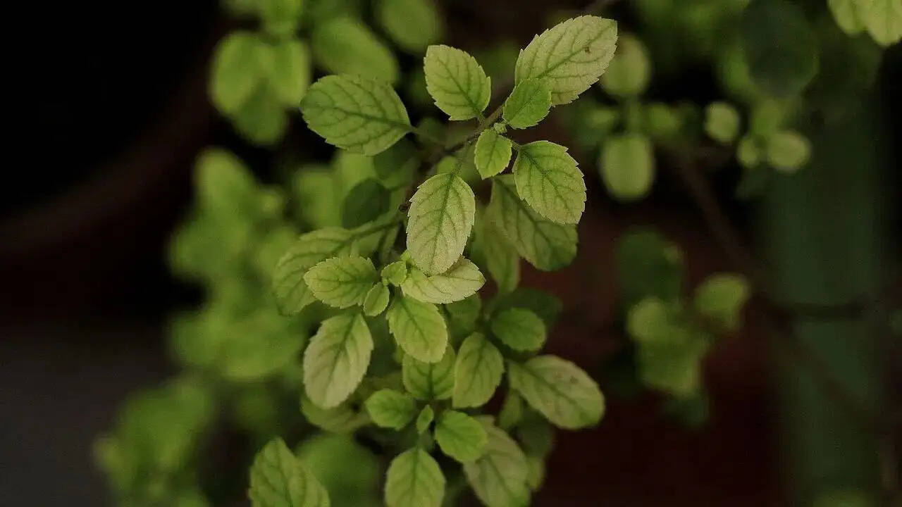 Health Tips- स्वास्थ्य के लिए फायदेमंद होता बासी मुंह तुलसी के पत्ते चबाना, दूर हो जाएगी ये बीमारियां