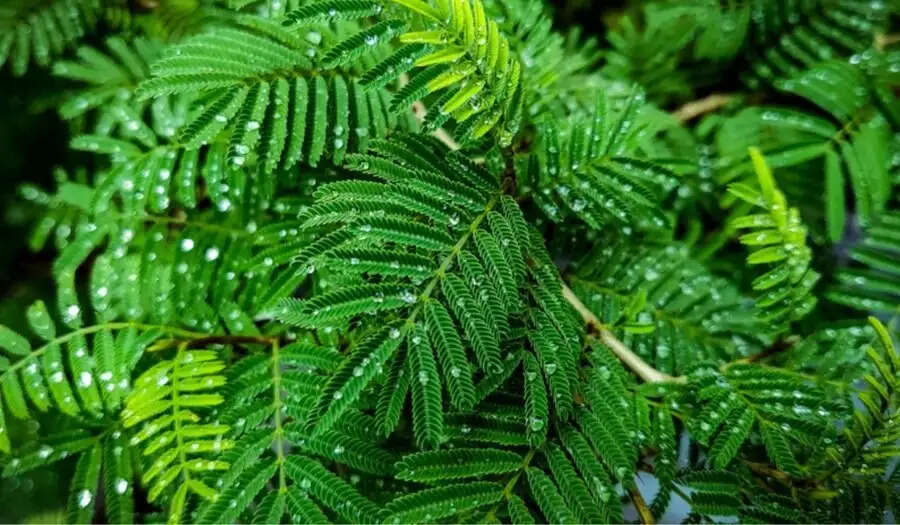 Jyotish Tips- सुख और समृद्धि पाने के लिए घर में ऐसे लगाए शमी का पौधा, जानिए पूरी डिटेल्स
