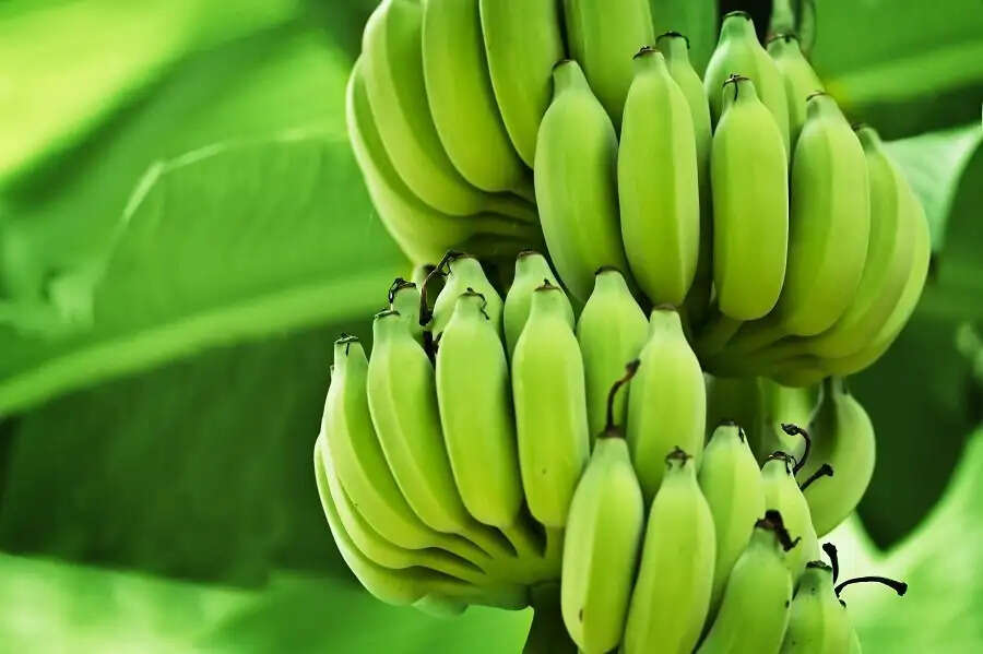 Health Tips-&nbsp;कच्चा केला खाने के लाभ जानकर हैरान हो जाएंगे आप, ऐसे करें सेवन