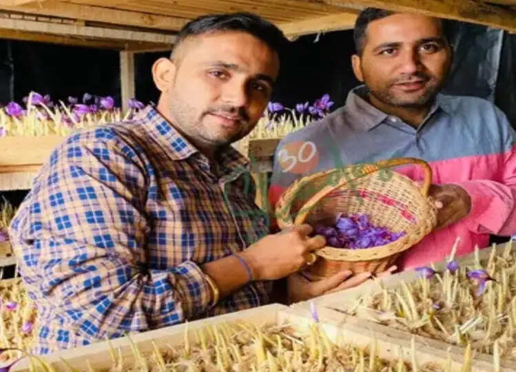 मिलिए उन भाइयों से, जो उगा रहे हैं दुनिया का सबसे महंगा मसाला और बेच रहे 5 लाख रुपये किलो में, जानें डिटेल्स