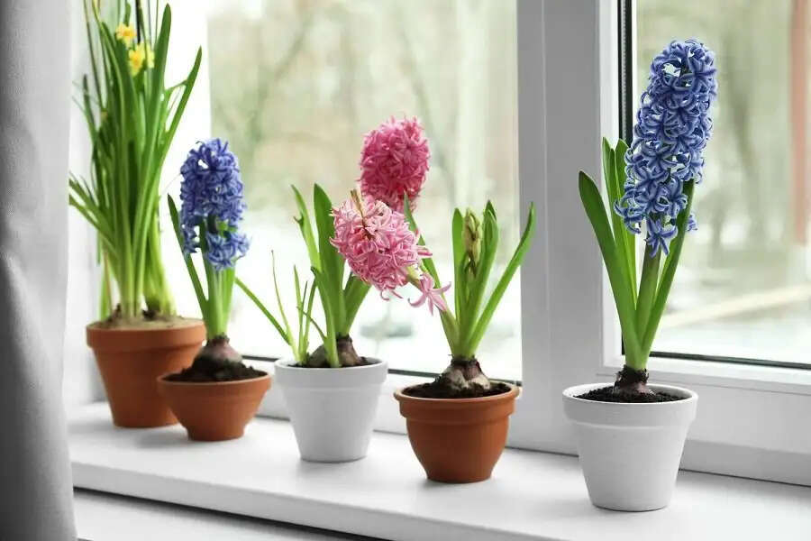 Home Decoration-&nbsp;&nbsp;इस वसंत घर में लगाएं ये पौधे, घर महक उठेगा