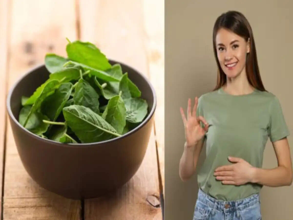 Health Tips- तुलसी पत्ते चबाने से मिलते हैं कई स्वास्थ्य लाभ, जानिए चबाने का तरीका