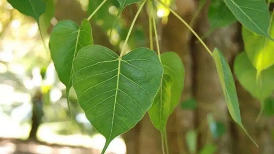Pitru Paksha-&nbsp;घर में सुख समृद्धि पाने के लिए पितृपक्ष में घर में लगाएं ये पेड पौधे, जानिए इनके बारे में