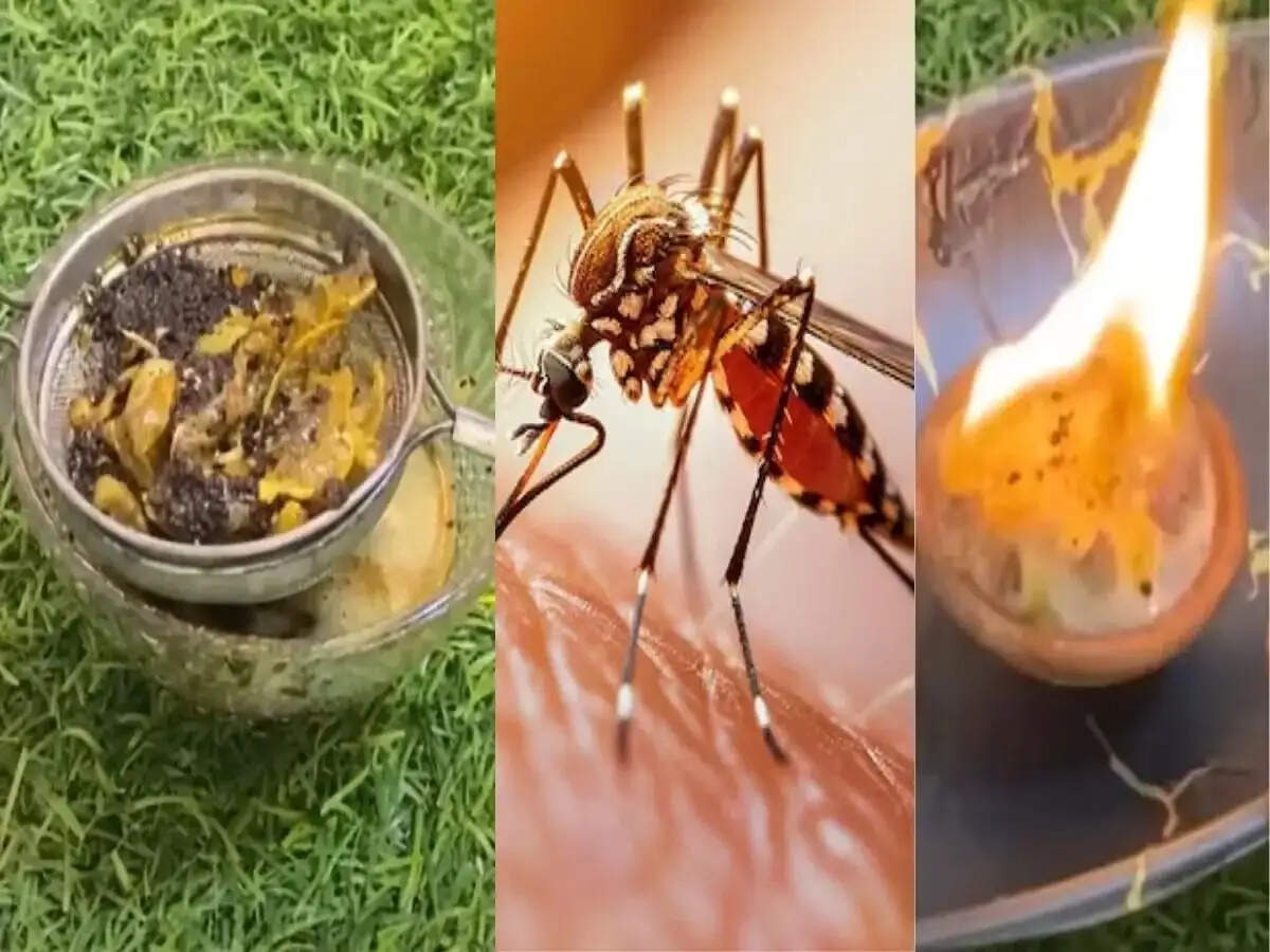 General Tips- घर में पड़ा ये फालतू सामान होता हैं मच्छरों का हड्डा, जानिए इन चीजों के बारे में