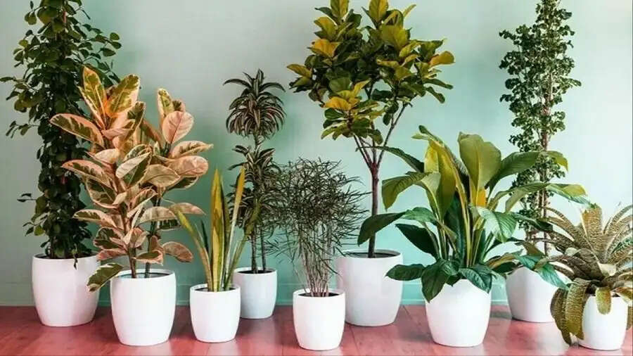 Health Tips-&nbsp;पौधे जो देते हैं सबसे ज्यादा ऑक्सीजन, आज ही लगाए घर में