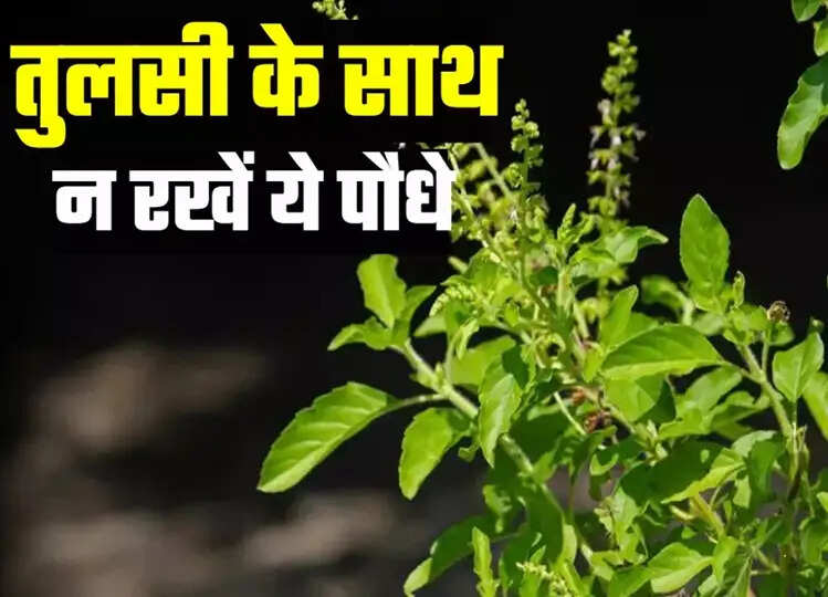 Vastu Tips: तुलसी के आस-पास भूल कर भी नहीं रखने चाहिए ये पौधे, वरना घर से चली जाएगी सुख-शांति