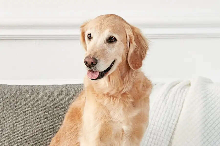 Best Dog Breed- आइए जानते हैं&nbsp;टॉप&nbsp;5 डॉग ब्रीड्स के बारे में, एक का नाम तो हर मुंह पर रहता हैं