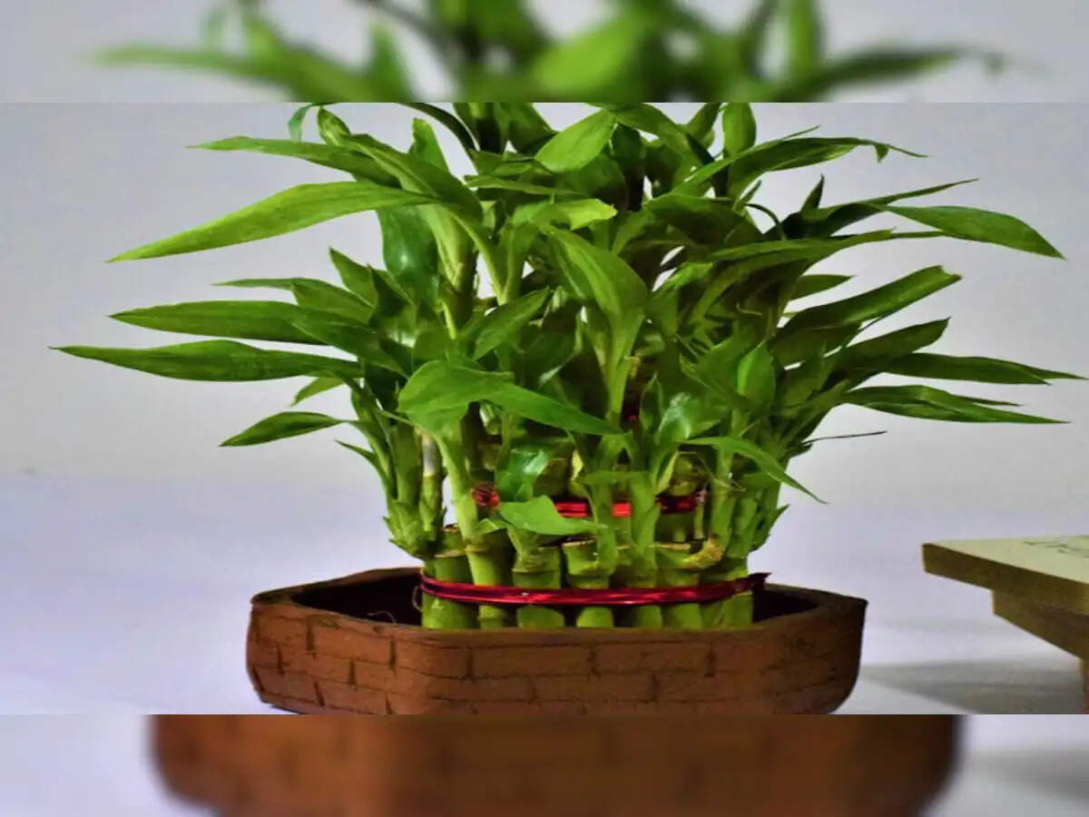 Vastu Tips- न्यू ईयर पर लगाएं ये पौधे, मॉ लक्ष्मी की प्राप्त होगी कृपा