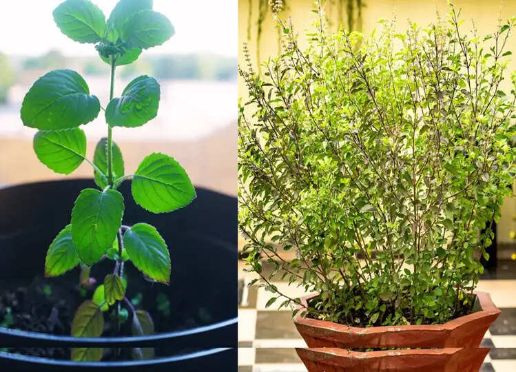 Vastu Tips: अगर आपने भी तुलसी के पौधे के पास लगा रखे हैं ये पौधे तो तुरंत हटा दें, लाते हैं कंगाली