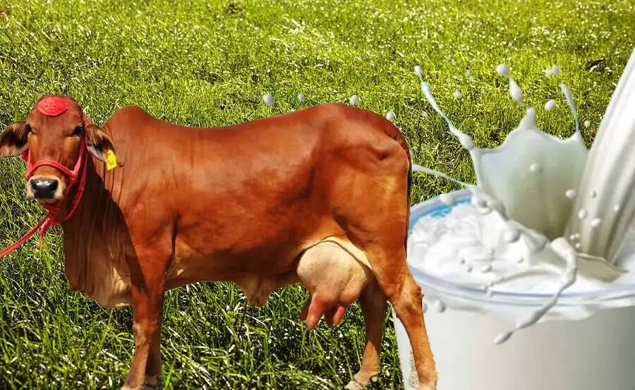 Milk Tips-&nbsp;India-US&nbsp;ट्रेड डील&nbsp;से करें&nbsp;नॉनवेज दूध की पहचान, आइए जानें इनका तरीका