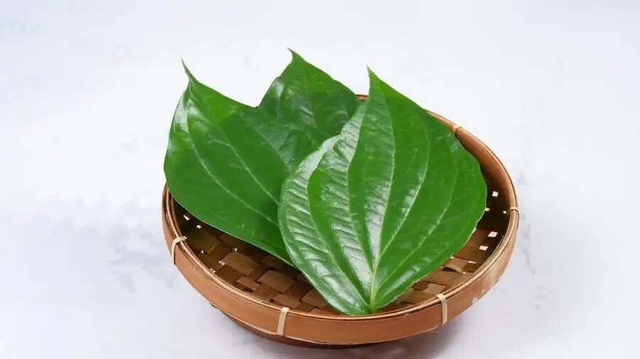 Health Tips- खाने के बाद पान पत्ता खाने से दूर होती हैं ये बीमारियां, जानिए पूरी डिटेल्स