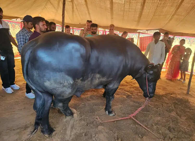 Pushkar Mela 2024: खाने में काजू-बादाम खाता है और दूध पीता है 23 करोड़ रुपए का ये भैंसा, 2000 रु रोजाना की है खुराक, 4 लोग करते हैं देखभाल