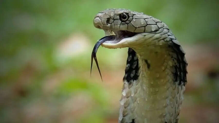 Snake Hate Smell-&nbsp;&nbsp;सांप इन चीजों की गंध से करते हैं नफरत, सूगंते ही भाग जाते है दूर