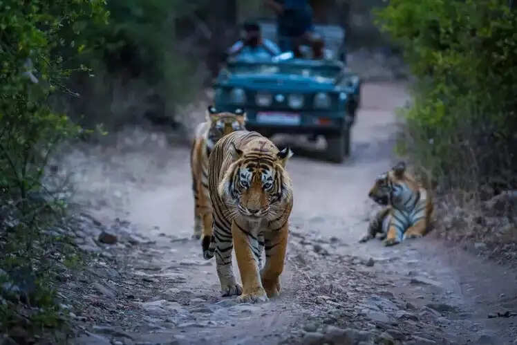 Travel Tips- इस विंटर वेकेशन में बच्चों के साथ देश के इन फैमस जंगल सफारी पर, छुट्टियों का मजा हो दोगुना