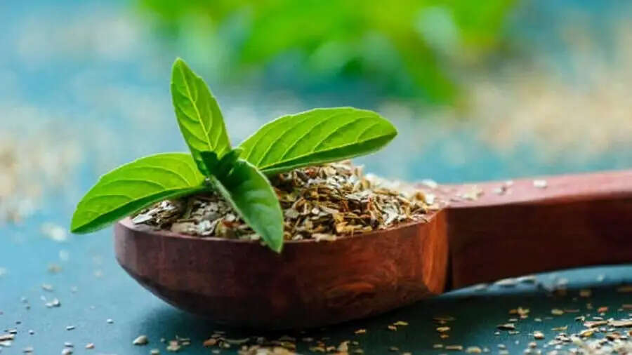 Health Tips- खाली पेट तुलसी के पत्ते खाने से मिलते हैं ये फायदे, जानिए इनके बारे में