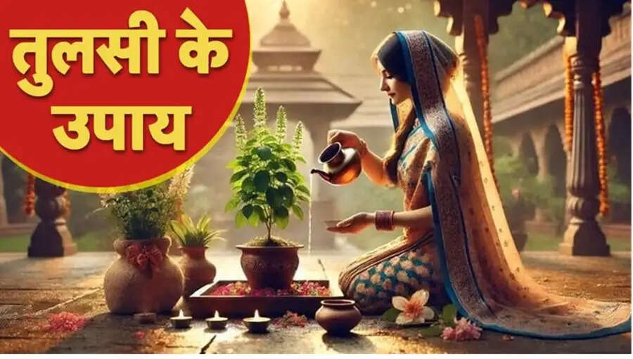 Holi Special Tips-  होली के दिन तुलसी से जुड़े कर ले ये काम, जीवन में नहीं होगी धन की कमी