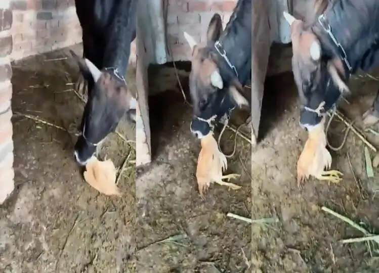 Viral: मुर्गा खाते हुए गाय का वीडियो हुआ वायरल, देख कर उड़ जाएंगे होश!