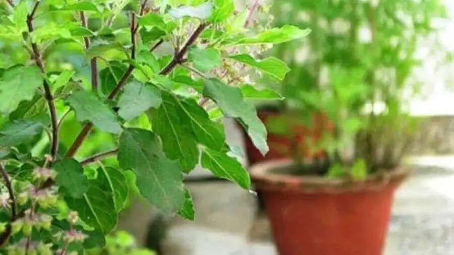 Jyotish Tips-&nbsp;घऱ में तुलसी का पौधा लगाने के फायदें जानते हैं आप, आइए हम आपको बताते&nbsp;हैं