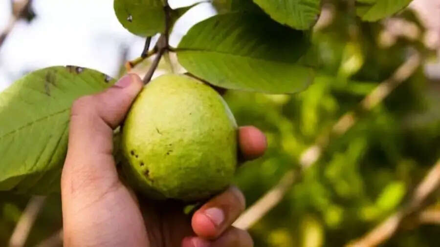 Health Tips-&nbsp;बासी मुंह अमरूद के पत्ते खाने से मिलते हैं ये फायदे, जानिए इनके बारे में
