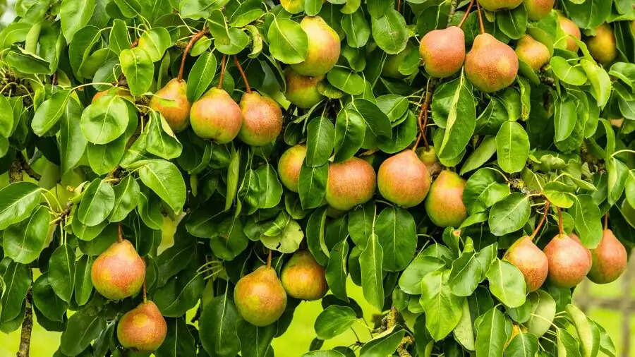 Gardening Tips- इन जूसी और टेस्टी फलों के पौधे आप उगा सकते हैं छोटे गमलों में, जानिए इनके बारे में