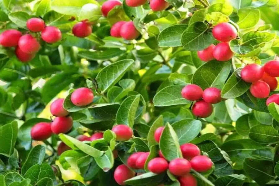 Health Tips-&nbsp;छोटा सा फल होता हैं स्वास्थ्य के लिए फायदेमंद, ऐसे करें आहार में शामिल