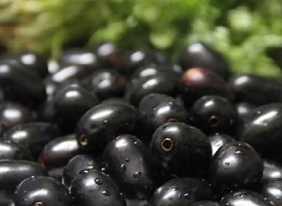 Health Tips-&nbsp;जामुन खाने से होते हैं स्वास्थ्य को कई लाभ, जानिए इनके बारे में