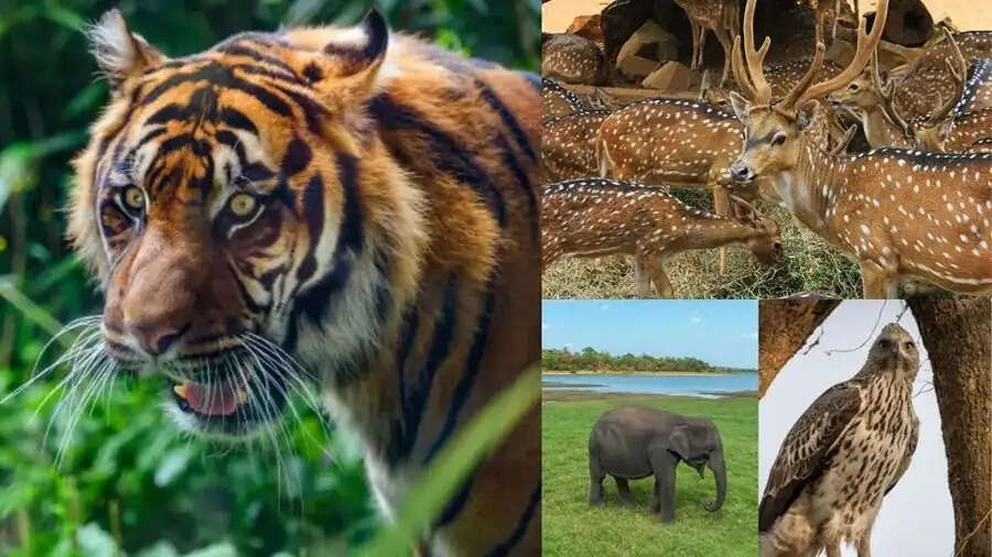 Travel Tips- वाईल्ड लाइफ लवर है, तो इन जगहों को करें एक्स्प्लोर