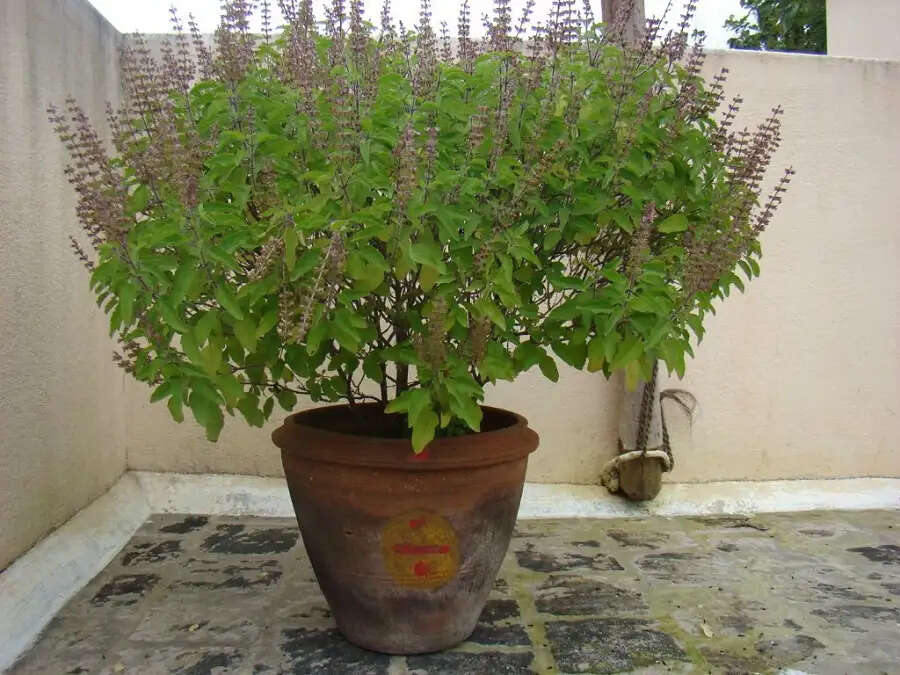 Vastu&nbsp;Tips-&nbsp;इन जगहों पर भूलकर भी नहीं लगाना चाहिए पौधा, जानिए इसकी वजह