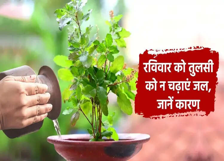 Tulsi Puja Niyam: तुलसी के पौधे से जुड़े ये उपाय बदल देंगे आपकी किस्मत, क्लिक कर जानें