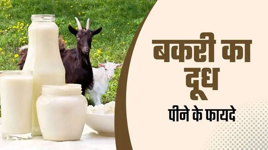 Goat Milk Benefits-&nbsp;बकरी के दूध सेवन से स्वास्थ्य को मिलते हैं ये फायदे, जानिए इनके बारे में