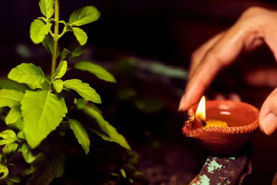 Jyotish Tips-&nbsp;तुलसी का पौधा ऐसे देता हैं शुभ और अशुभ संकेत, आइए जानें इन तरीकों के बारे में