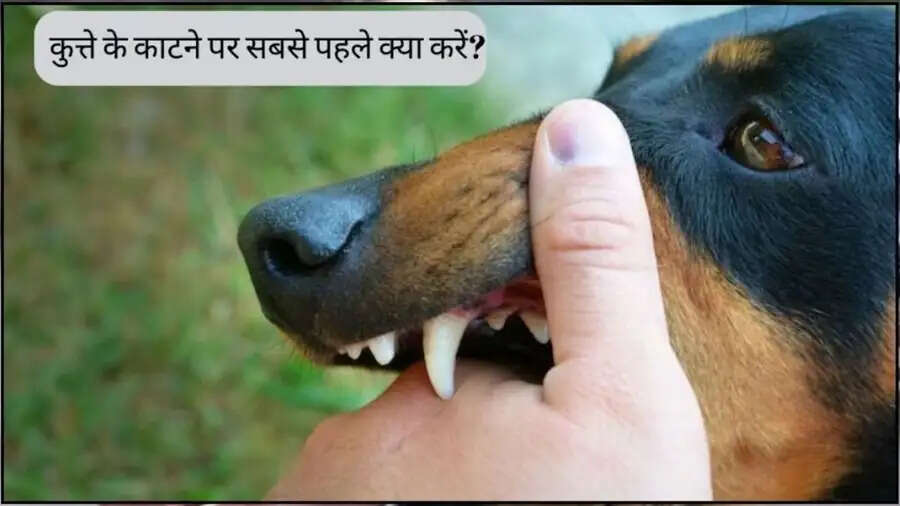 Health Tips-क्या आपको कुत्ते ने काट लिया हैं, तो बरते ये सावधानियं