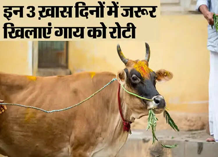 हफ्ते के इन तीन दिनों खिलाएं गाय को रोटी, जीवन की सभी समस्याओं से मिल जाएगा छुटकारा