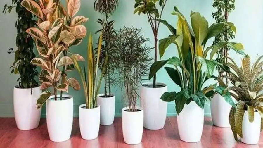 Air Purifier Plants-&nbsp;घर की हवा को करना चाहते हैं शुद्ध, तो घर के ऑगन में लगाए ये पौधे