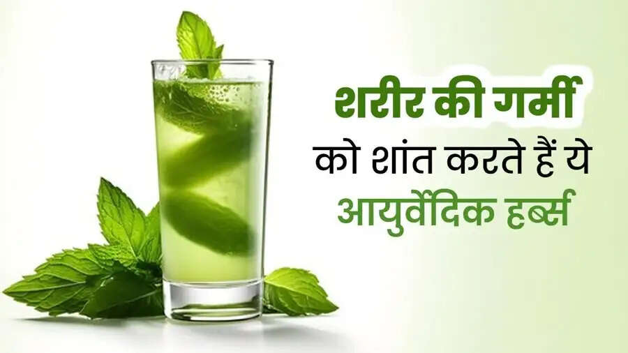 Health Tips-&nbsp;इम्यून सिस्टम, पेट की गर्माहट जैसी अन्य स्वास्थ्य समस्याओं के लाभदायक होती हैं धनियां पत्तियां, ऐसे करें सेवन
