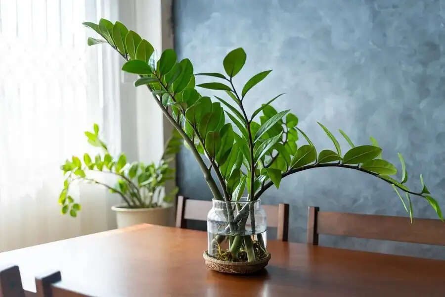 Office Desk Tips-&nbsp;ऑफिस में पॉजिटिव वाइब्स के लिए डेस्क पर रखें ये प्लांट्स, जानिए पूरी डिटेल्स