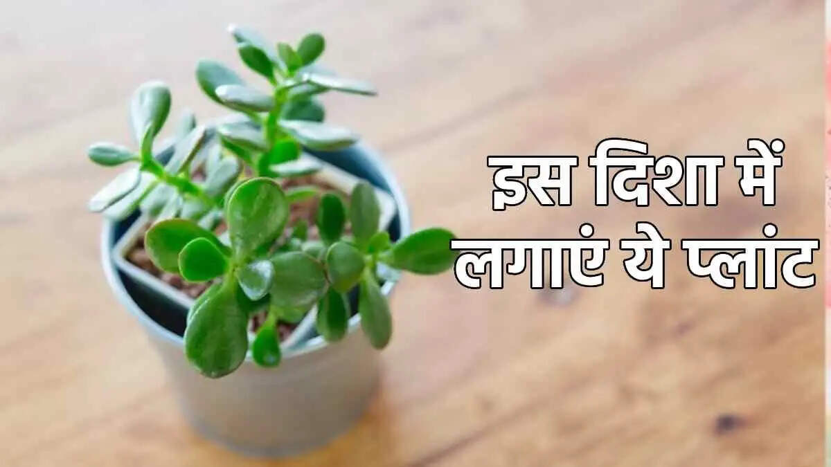 Vastu Tips- क्या आप घर में सुख समृद्धि चाहते है, तो इस दिशा में लगाएं जेड प्लांट
