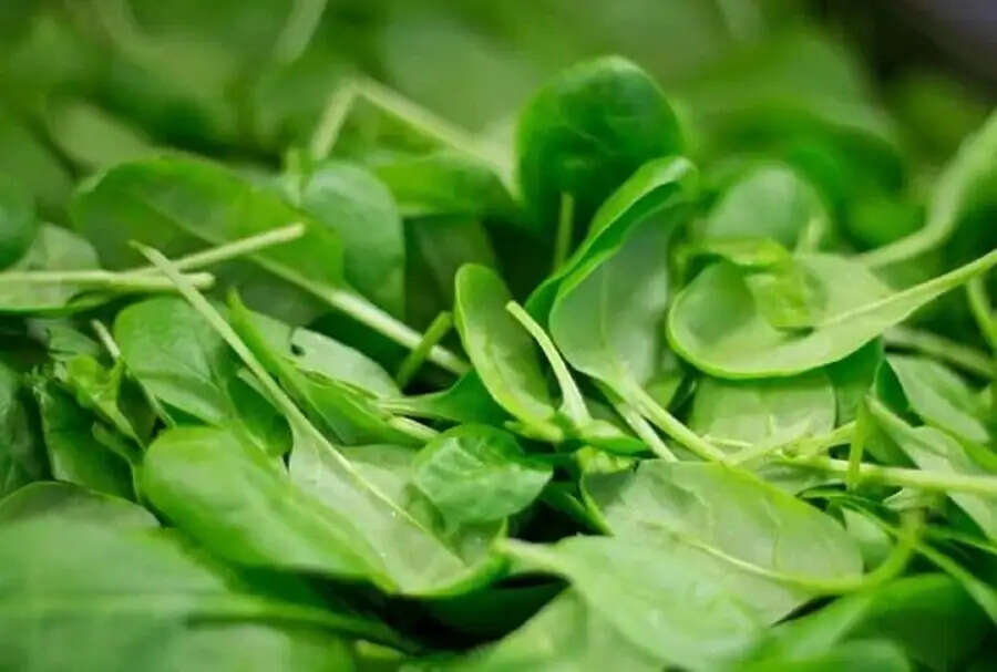 Health Tips- पालक का अधिक सेवन बन सकता हैं कई बीमारियों का कारण, जानिए पूरी डिटेल्स